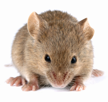 rodent-control-Los-Angeles-CA Top Choice Pest Control