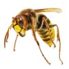 bee-removal-Los-Angeles-CA - Top Choice Pest Control