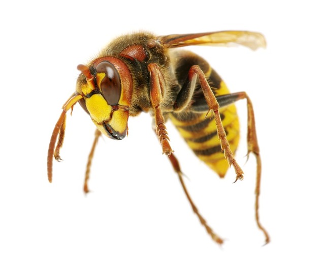bee-removal-Los-Angeles-CA Top Choice Pest Control