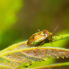 bed-bug-exterminator-Los-An... - Top Choice Pest Control