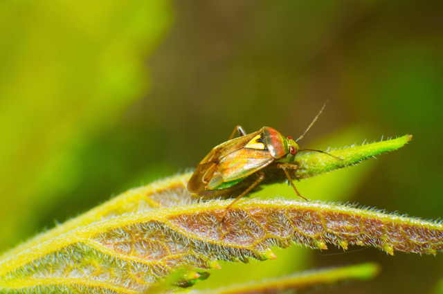 bed-bug-exterminator-Los-Angeles-CA Top Choice Pest Control
