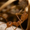 Ant removal Los Angeles CA - Top Choice Pest Control