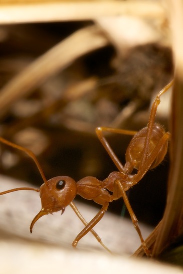 Ant removal Los Angeles CA Top Choice Pest Control
