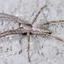 spider-extermination-Los-An... - Pest Control of Los Angeles