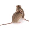 rodent-control-Los-Angeles-CA - Pest Control of Los Angeles