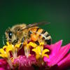 bee-removal-Los-Angeles-CA - Pest Control of Los Angeles