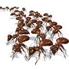 ant-removal-Los-Angeles-CA - Pest Control of Los Angeles