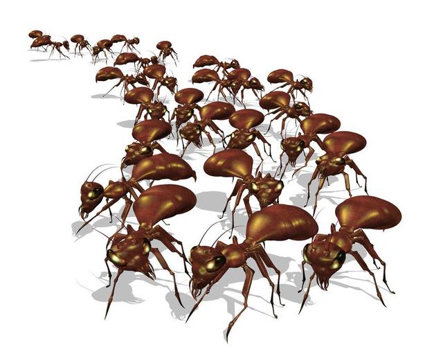 ant-removal-Los-Angeles-CA Pest Control of Los Angeles