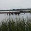 P6190562 - Triatlon Baardmannetje 19-6-2016