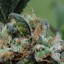 Marijuana Seeds - Picture Box