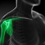 Orthopedic Surgeon | (310) ... - physical therapy | (310) 775-2331