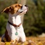 5-Important-Summertime-Dog-... - Netlecturer