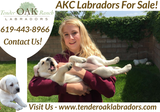 California's Top English Labradors Retrievers Tender Oak Ranch Labradors For Sale