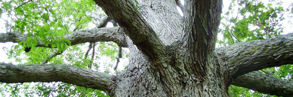 Dallas-Tree-Service Picture Box