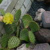 P1020108 - cactus
