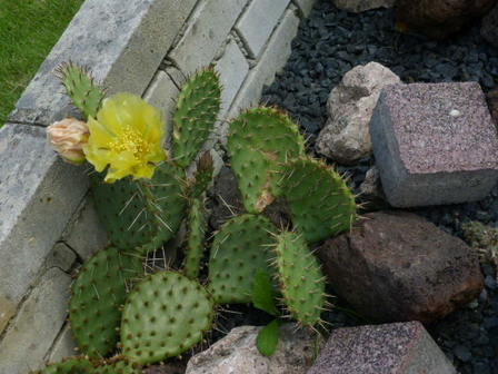 P1020108 cactus