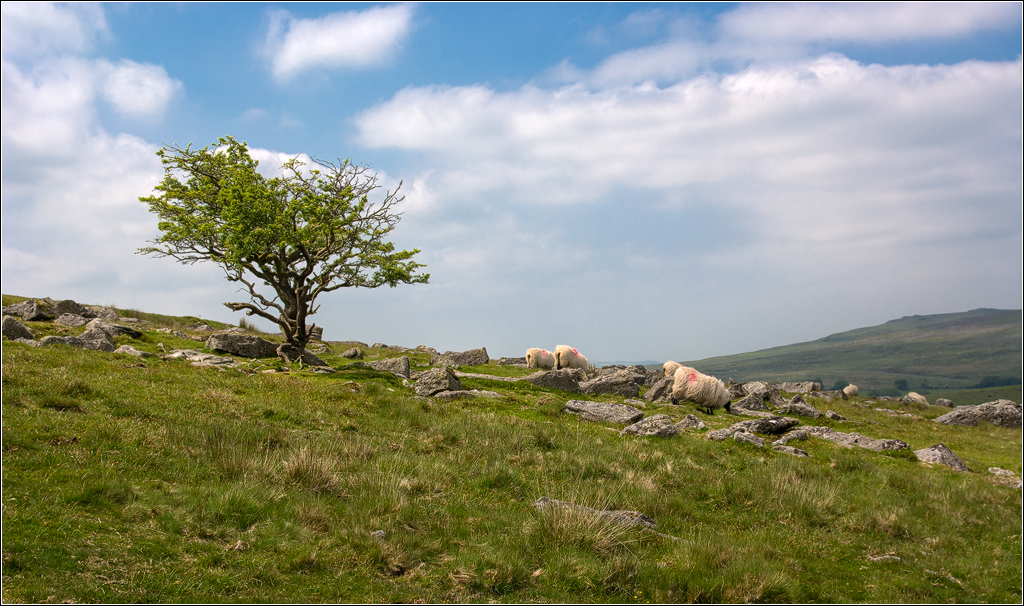  DSC3128 Tree and sheeps - 