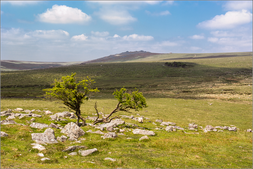  DSC3136 Same tree - 