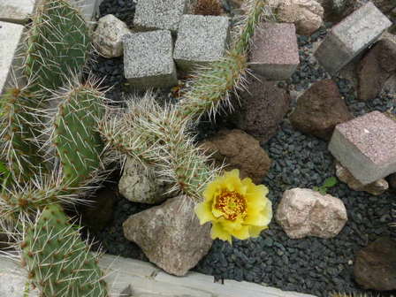 P1020137 cactus