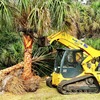 Palm Trees Carolina - Picture Box