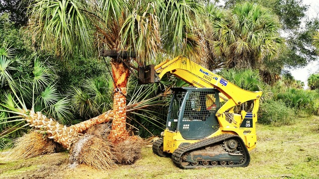 Palm Trees Carolina Picture Box