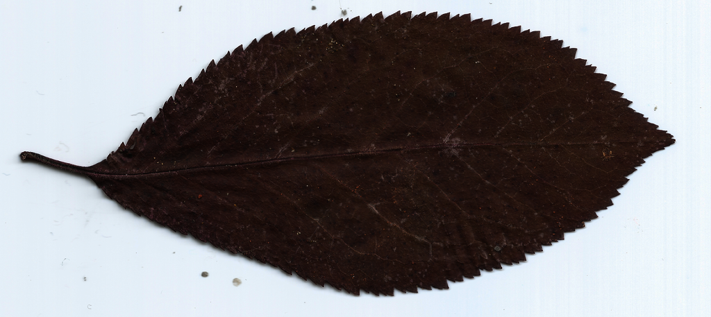 Danielle Leaf RAW
