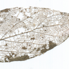 rachel leaf skeleton - RAW