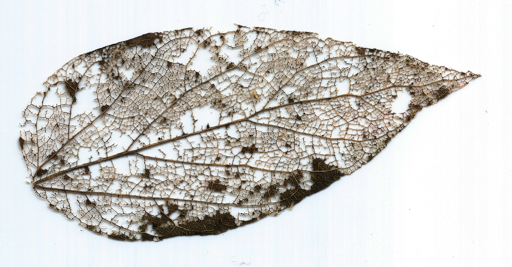rachel leaf skeleton RAW