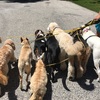 Pack Walks in Marlton - Happy Tails of South Jersey