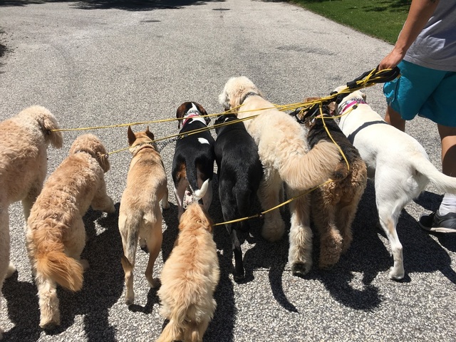 Pack Walks in Marlton Happy Tails of South Jersey