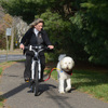 Dog Running Training in Mar... - Happy Tails of South Jersey