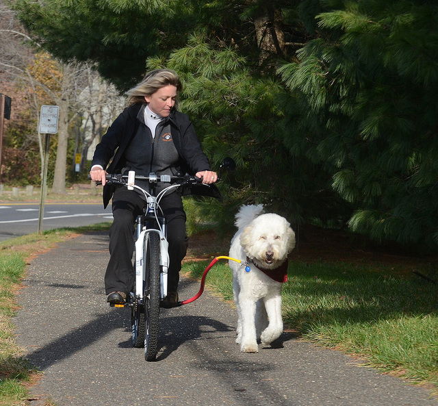 Dog Running Training in Marlton Happy Tails of South Jersey