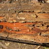 Damage in old timber - Picture Box