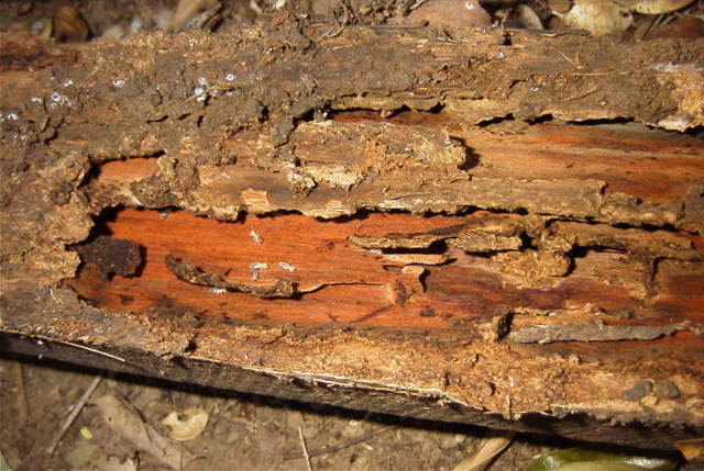 Damage in old timber Picture Box