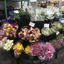 wholesale flowers phoenix - Picture Box