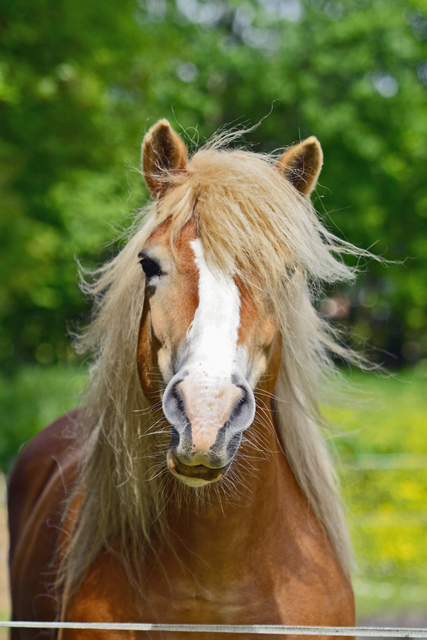 pony1 balingehofforum