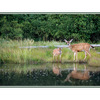 Deer and fawn - Film photography