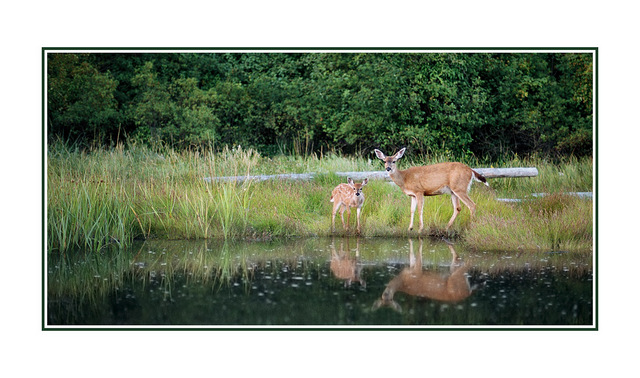 Deer and fawn Wildlife