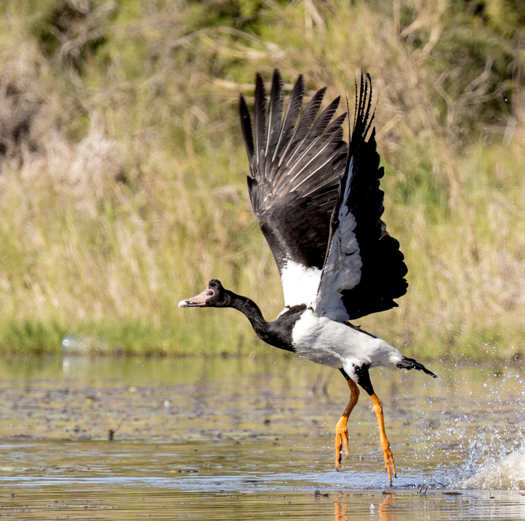 MAGPIE GOOSE - 