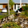 Bird Watching Tours Iceland - Picture Box