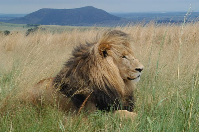 Half Day Lion Park Tour Picture Box