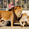 Half Day Lion Park Tour - Picture Box