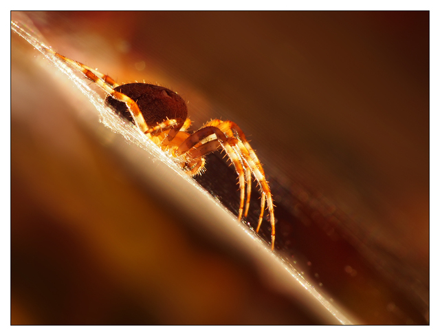 Backyard Spider 2016 1 Close-Up Photography