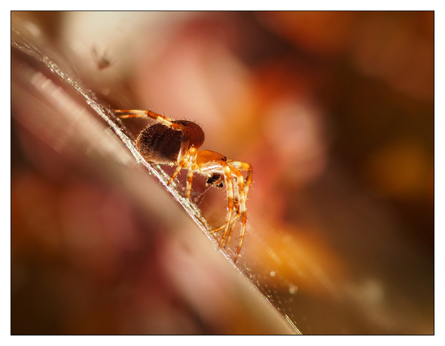 Backyard Spider 2016 3 Close-Up Photography