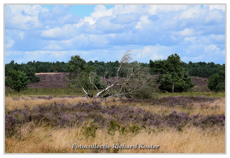 DSC 3640-BorderMaker - Richard