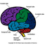 BrainRegions - New Ways to Boost Your Brain Power