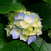 Hydrangeas - Picture Box