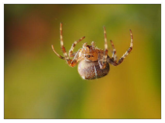 Backyard Spider 2016 5 Close-Up Photography