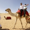 Desert Safari in Abu Dhabi - Picture Box