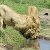 Safari from Mwanza Tanzania - Picture Box